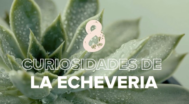 Echeveria: cuidados, características y tipos de esta bonita y resistente suculenta