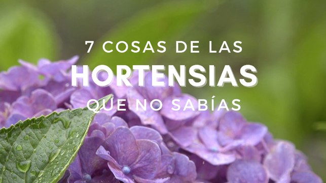 Cómo cuidar las hortensias como una experta: la guía definitiva
