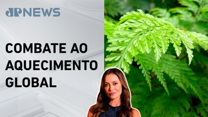 Plantas absorvem 31% mais carbono do que se pensava, revela estudo; Patrícia Costa analisa