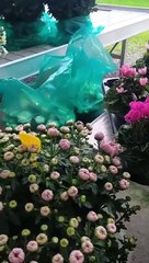 Se per i morti compri fiori alla serra sociale fai un doppio gesto d'amore