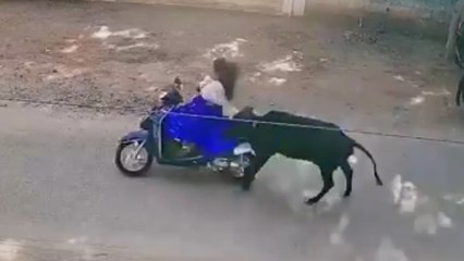 Schockierender Moment Scooter-Fahrer kollidiert mit einer Kuh
