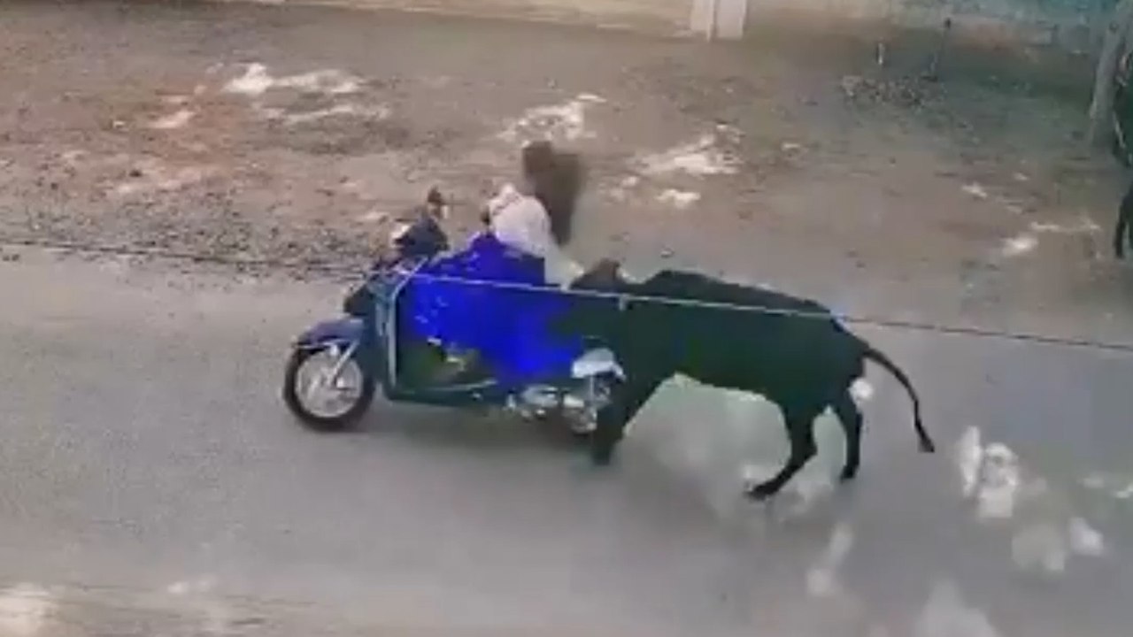 Schockierender moment scooter-fahrer kollidiert mit einer kuh