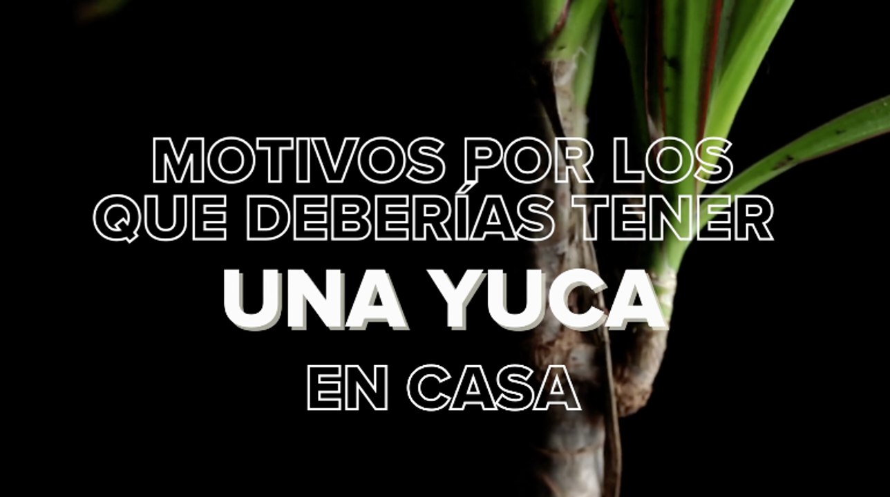 Todo sobre la yuca: cuidados, curiosidades y consejos para mantener esta suculenta en buen estado