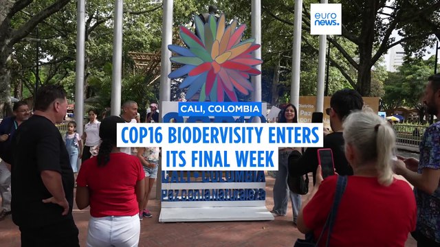 COP16 Biodiversity Summit: Urgent calls for action as global leaders gather in Cali