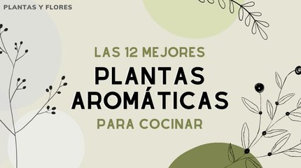 Las 14 mejores plantas aromáticas de interior y exterior