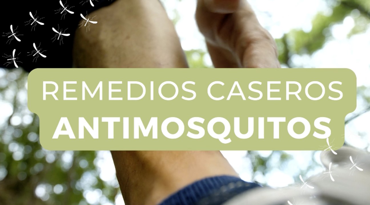 Repelentes de mosquitos caseros: 10 soluciones naturales para mantenerlos alejados de tu casa