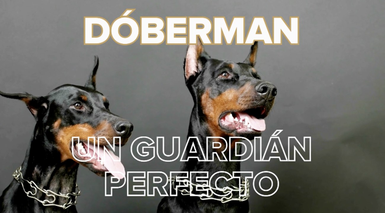 Dóberman: todo sobre la raza de perros alemana que se creó para ayudar a... ¡recaudar impuestos!