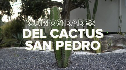 Cactus San Pedro: cuidados y todos los consejos para mantenerlo en buen estado