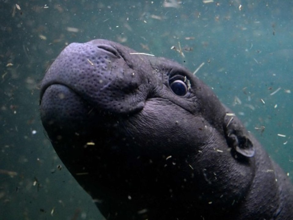 Zwergflusspferd Toni taucht zum ersten Mal tief