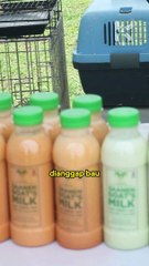 Susu kambing?  Hmm... Bau banget! 