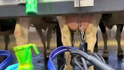 Milking Giants That Will Amaze You ｜ Modernest Dairy Farm In The World 2022 ｜ Top 5