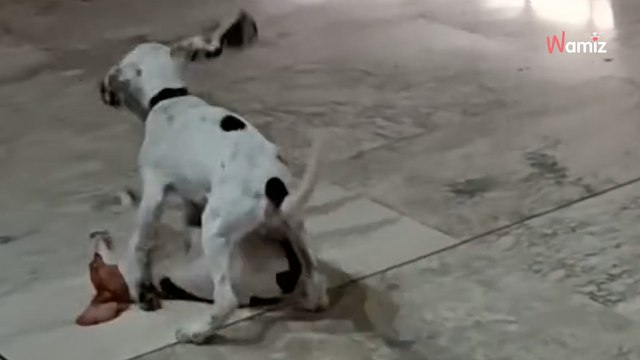 Cachorros al rescate: los tiernos agentes de la Guardia Civil revolucionan el Aeropuerto de Madrid