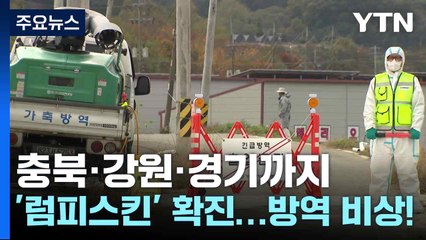 충북·강원·경기까지 '럼피스킨' 확진...전국 확산에 방역 비상! / YTN