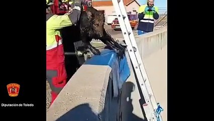 Rescate de los Bomberos a unos perros en Palomeque