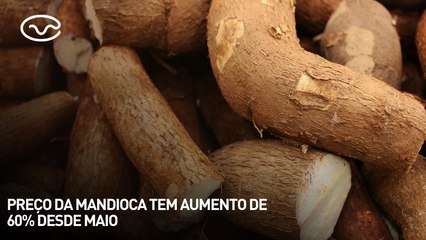 Preço da mandioca tem aumento de 60% desde maio