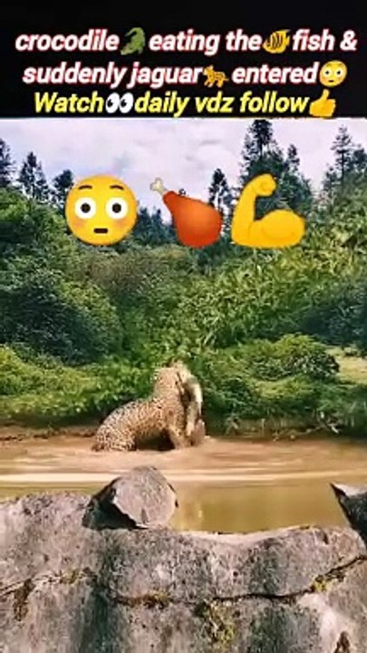 Jaguarattacks crocodile | lion vs tiger | tiger vs Jaguar | #animal #trending #viralvideo