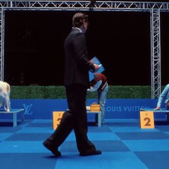 La campagne nichée de Pharrell Williams pour Louis Vuitton