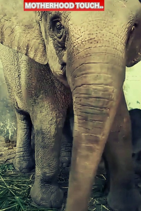@Born of Gen  NXT Baby elephant nursing #shorts