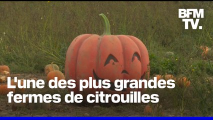 L'une des plus grandes fermes de citrouilles du Royaume-Uni