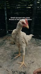 anak ayam plucker