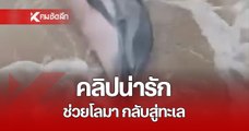 คลิปน่ารัก นักท่องเที่ยวและชาวบ้านช่วยโลมาเกยตื้น บริเวณชายหาดเกาะคอเขา จ.พังงา หลังถูกคลื่นซัด กลับสู่ทะเล