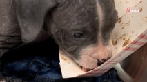 Une association récupère un chiot handicapé et décide de pointer du doigt le vrai responsable