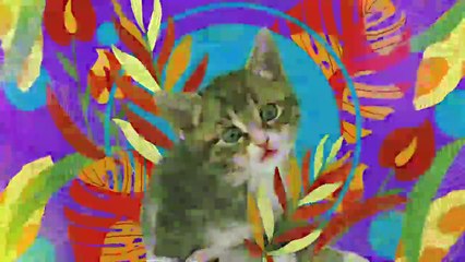 Las mascotas y su papel en la salud mental