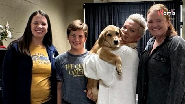 Des bois à la tournée de P!nk, découvrez le parcours incroyable d’un chiot trouvé par une petite fille