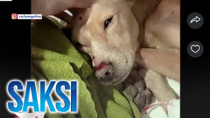 Carla Abellana, ni-rescue ang nasagasaang aso | Saksi