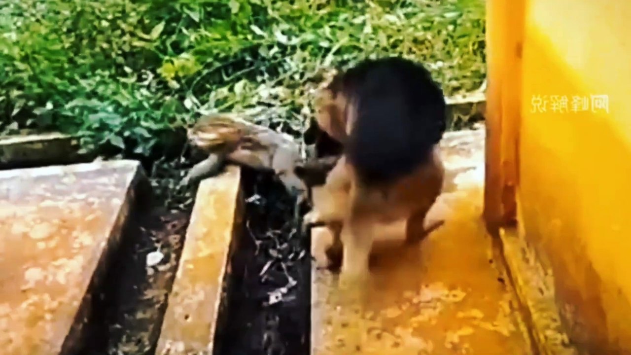 Monitor Lizard vs Wolf Dog  | entertainment video