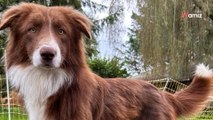 Retiré d'un élevage douteux, ce jeune chien de race aimerait connaître enfin la vraie vie de famille