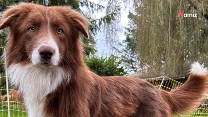 Retiré d'un élevage douteux, ce jeune chien de race aimerait connaître enfin la vraie vie de famille