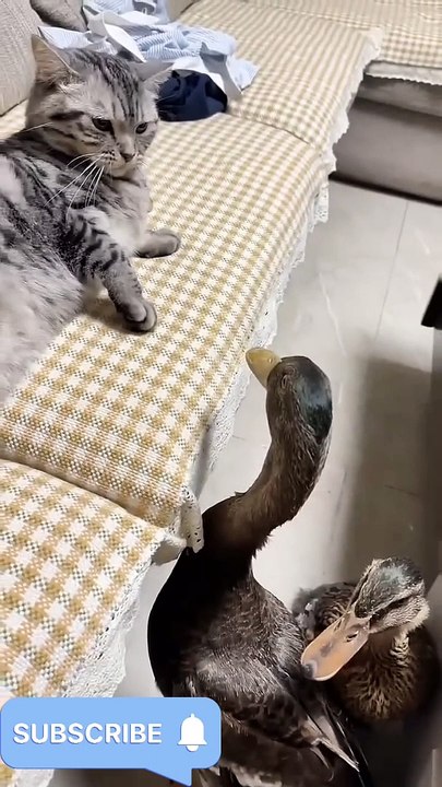 Funny video