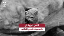 السرطان يقتل «أسمن قط في العالم»