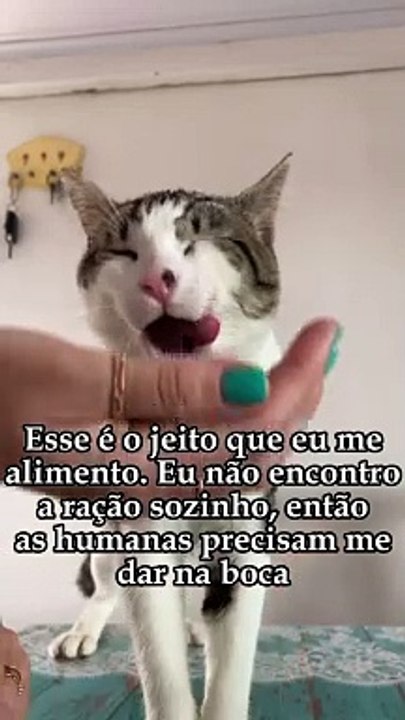 Gato "atípico" de Joinville soma milhões de vis...