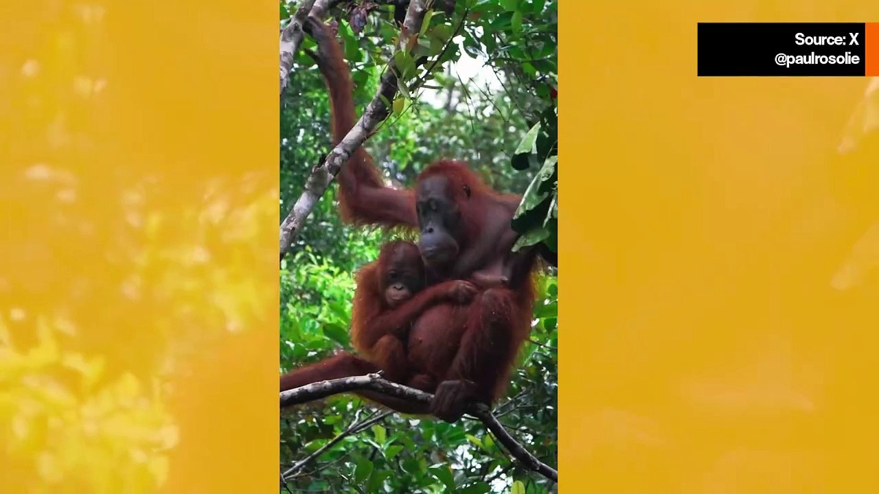 Suloinen video: sateessa orangutanäiti tekee lehdistä sateenvarjon suojatakseen poikastaan