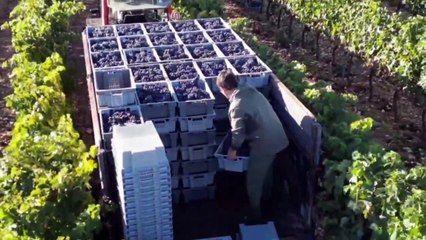 Las claves tras la vendimia en Ribera del Duero