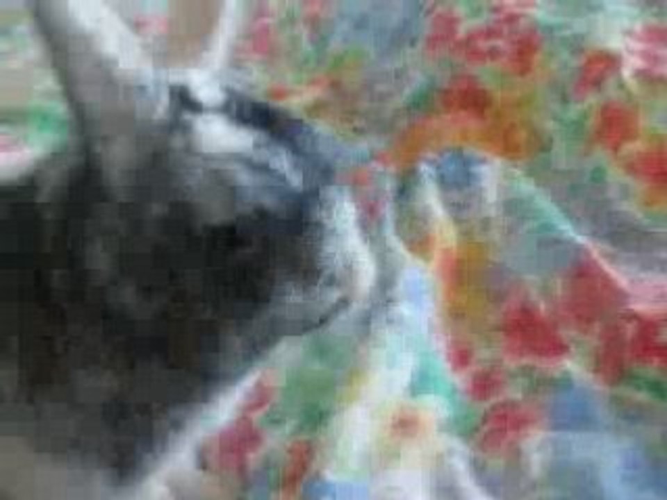 mon lapinou