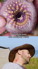 5 animaux terrifiants 