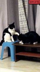 kucing meong lucu part 16