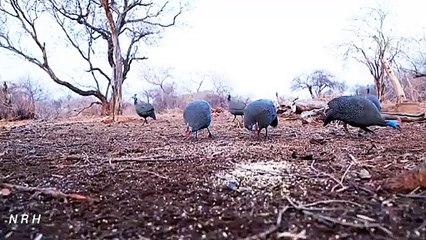 Relaxation video with beautiful bird and relaxing music.