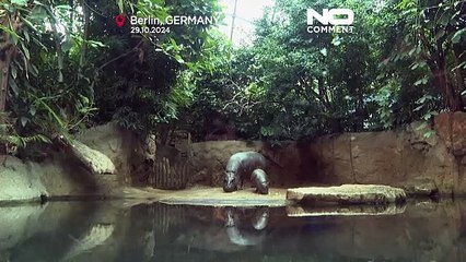 Hipópotamo pigmeu faz as delícias dos visitantes de zoo de Berlim