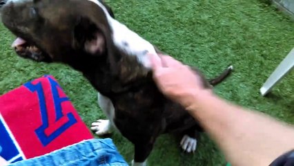 Old film❤️Harry 7y A267243Adopted6-21-2017 havin fun in meet & greet yard at PACC shelter❤️5-31-2017