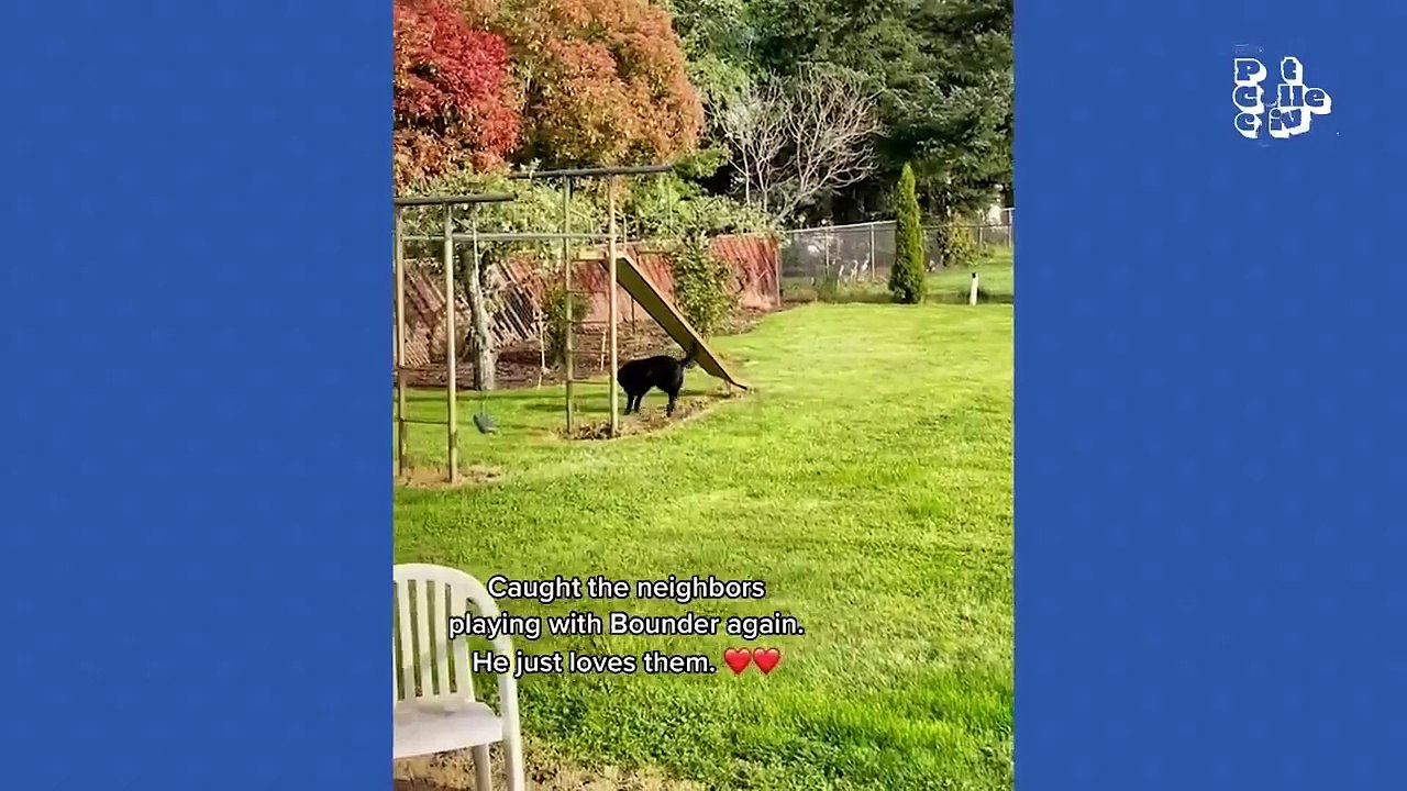 The FUNNIEST Animal Shorts Ever!