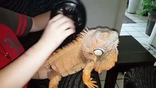 Harley the Green Iguana gets a Massage