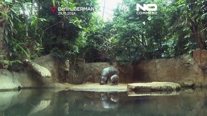 Πρώτες δημόσιες βουτιές για τον Τόνι, το αστέρι του Βερολίνου με τους μικρούς ιπποπόταμους πυγμαίους