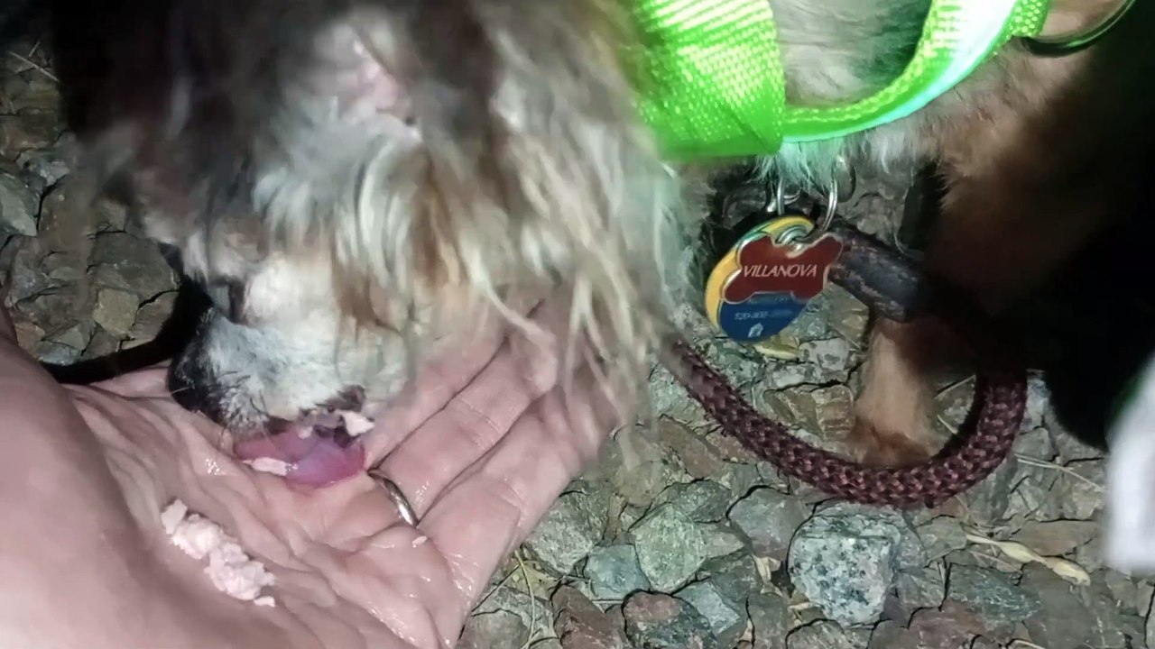 Ozzyta Villanova Paco; Vet said Ozzyta has upper right front gum growth, she's eating,we'll seeVID_20241028_203442917