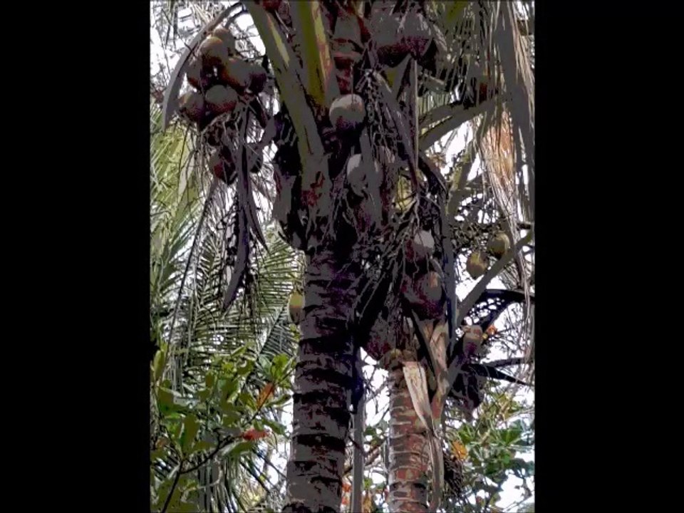 Fruits sur l'île de La Réunion (montage artistique)