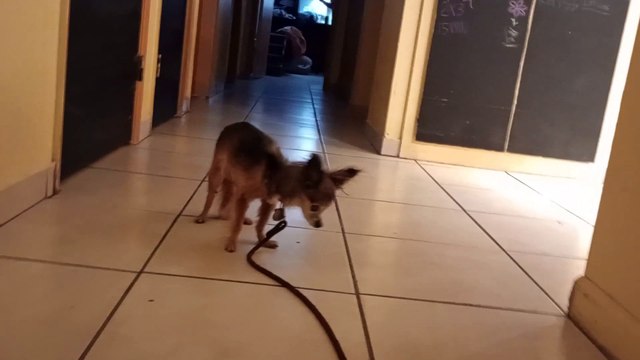 Villanova cruising around kitchen island some, doin some physical therapy on weak front right leg VID_20241024_205443563