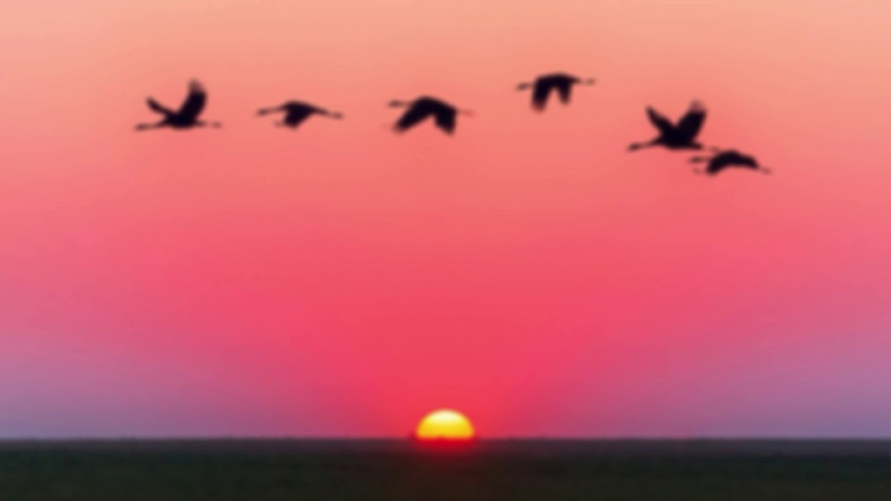 Nature's Melody: Discovering the Timeless Rhythm of Nature